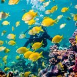 Plongée Philippines : guide complet des meilleurs spots